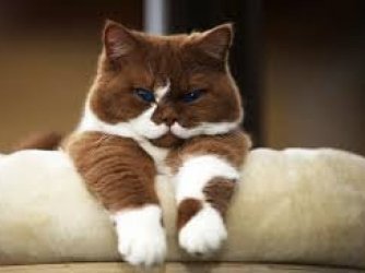 gato
